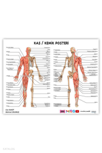 Yargı Yayınevi ÖABT Beden Eğitimi Öğretmenliği Kas-Kemik Posteri
