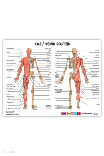 Yargı Yayınevi ÖABT Beden Eğitimi Öğretmenliği Kas-Kemik Posteri