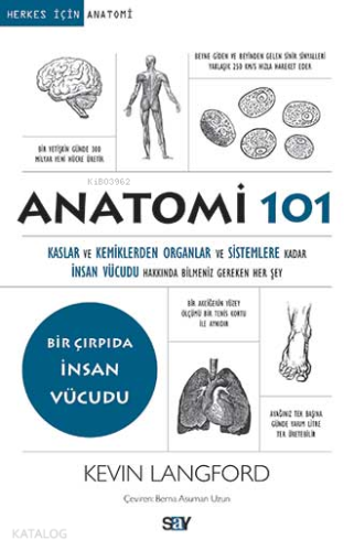 Anatomi 101; Kaslar ve Kemiklerden Organlar ve Sistemlere kadar İnsan Vücudu Hakkında Bilmeniz Gereken Her Şey