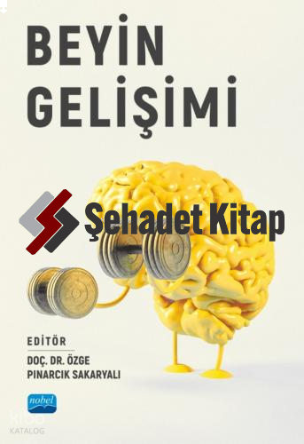 Beyin Gelişimi