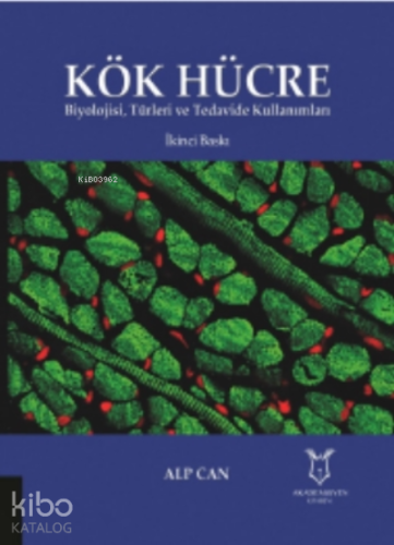 Kök Hücre Biyolojisi, Türleri ve Tedavide Kullanımları